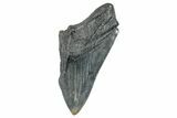 Partial Fossil Megalodon Tooth - Serrated Blade #277402-1